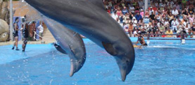 MARINELAND MALLORCA 